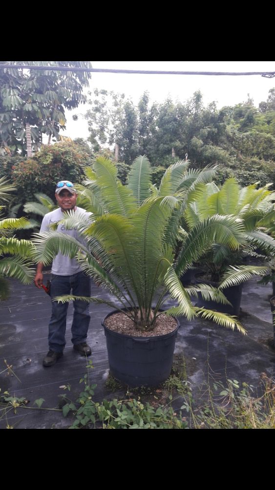 dioon-spinulosum-mexican-cycad