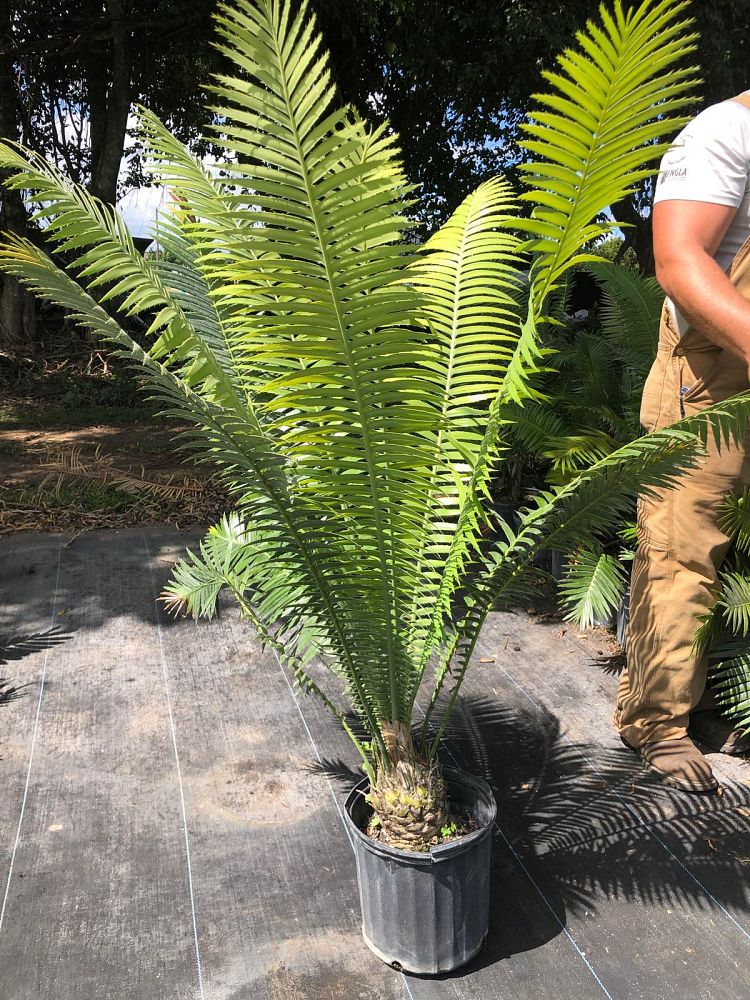 dioon-spinulosum-mexican-cycad