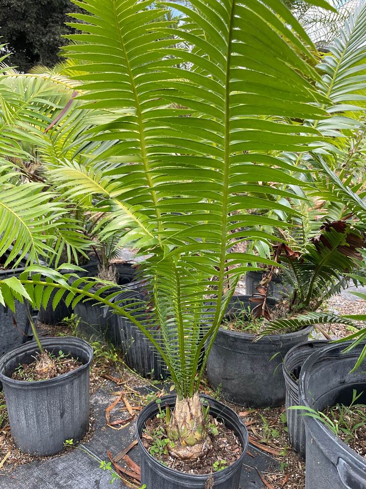 dioon-spinulosum-mexican-cycad