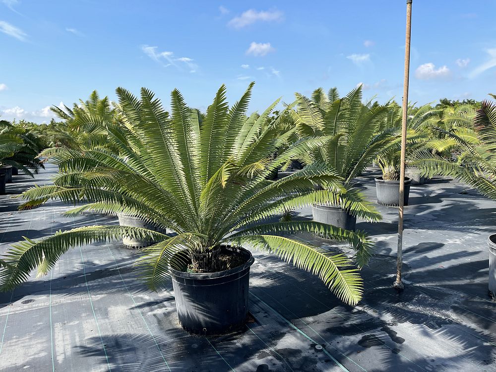 dioon-spinulosum-mexican-cycad
