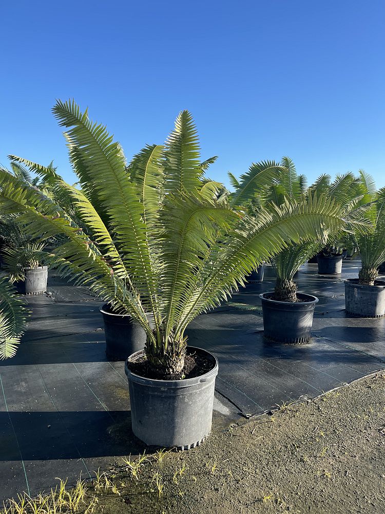 dioon-spinulosum-mexican-cycad