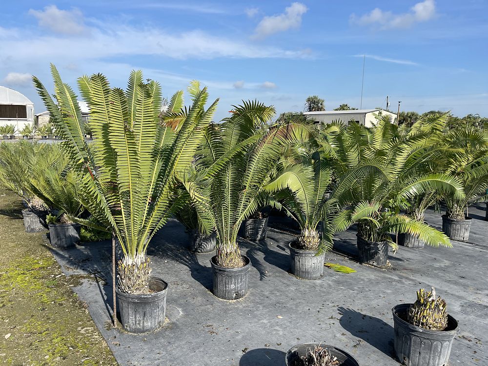 dioon-spinulosum-mexican-cycad