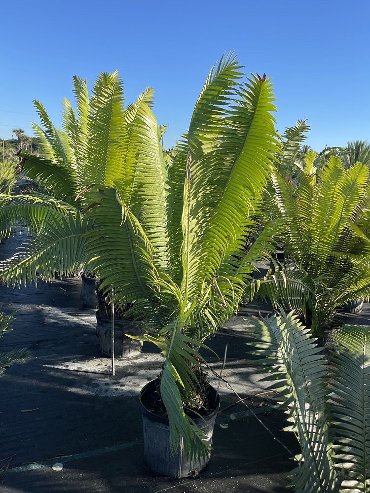 dioon-spinulosum-mexican-cycad