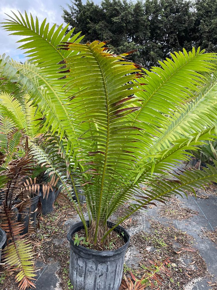 dioon-spinulosum-mexican-cycad