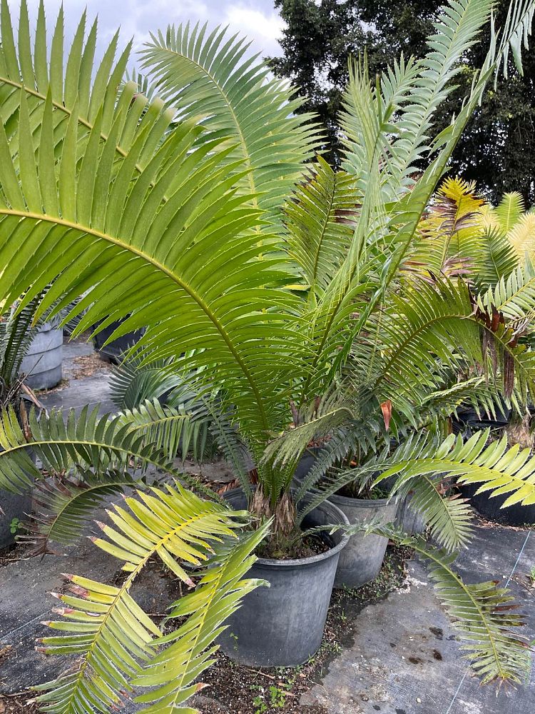 dioon-spinulosum-mexican-cycad
