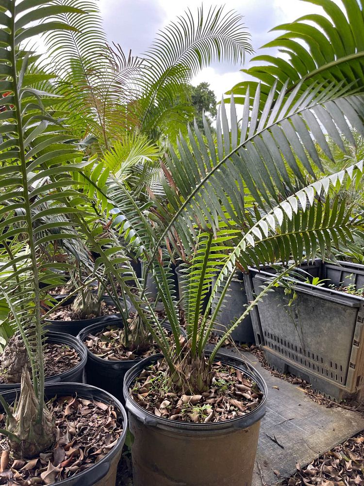 dioon-spinulosum-mexican-cycad