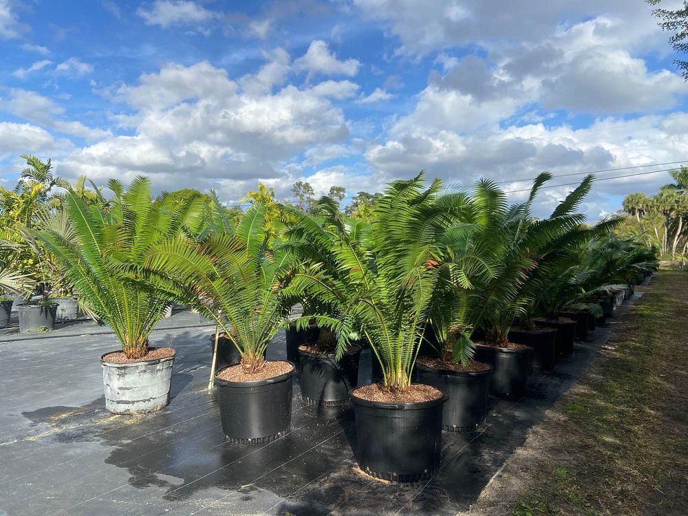 dioon-spinulosum-mexican-cycad
