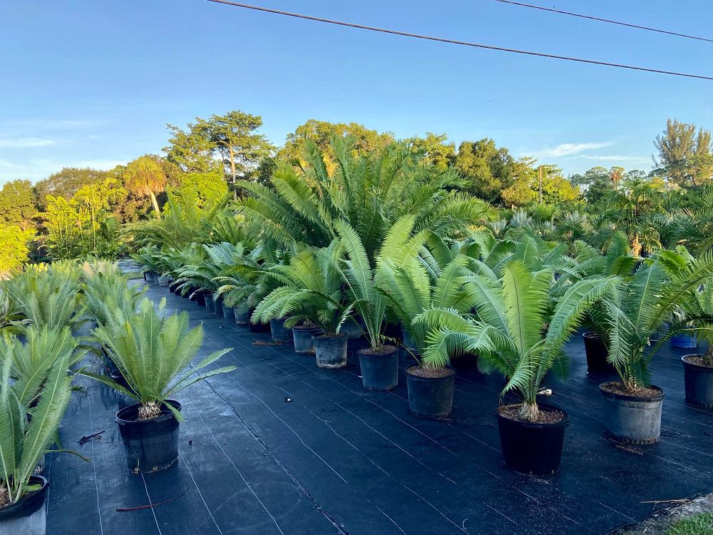 dioon-spinulosum-mexican-cycad