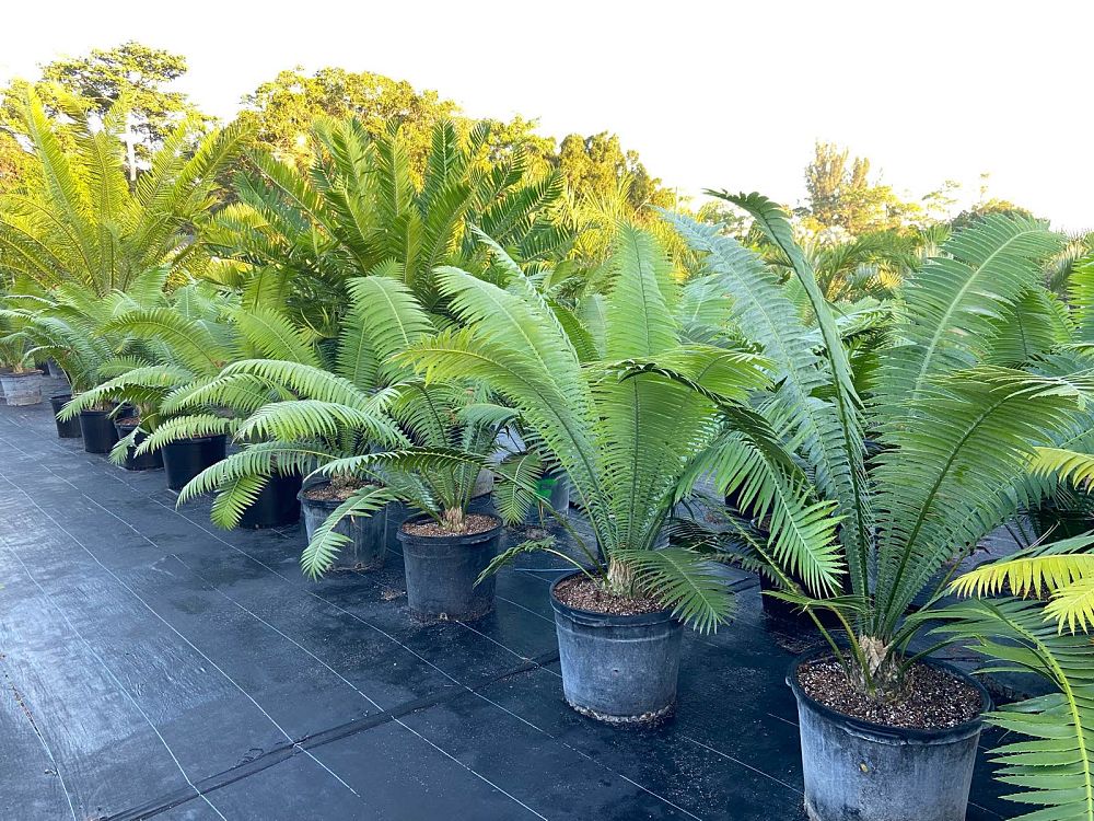 dioon-spinulosum-mexican-cycad
