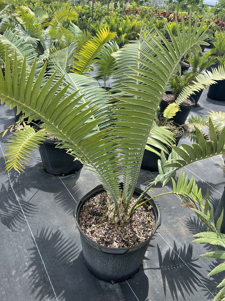 dioon-spinulosum-mexican-cycad