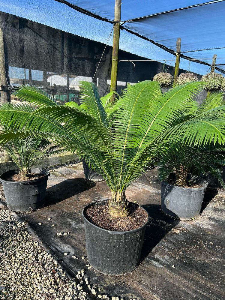 dioon-spinulosum-mexican-cycad