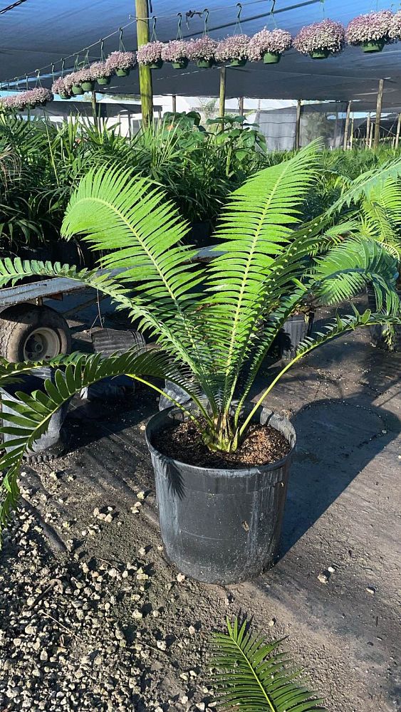 dioon-spinulosum-mexican-cycad