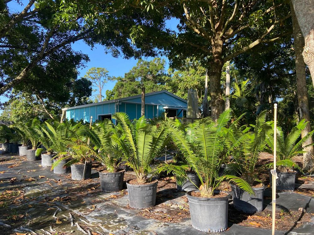 dioon-spinulosum-mexican-cycad