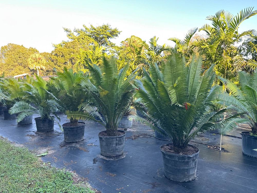 dioon-spinulosum-mexican-cycad