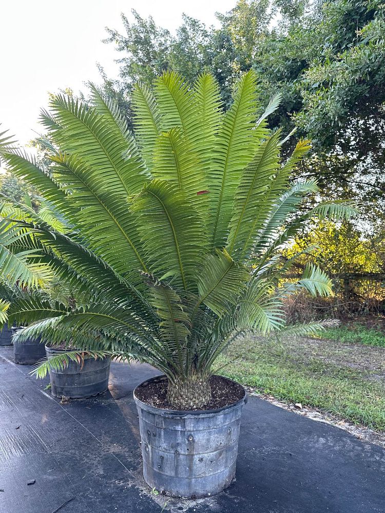 dioon-spinulosum-mexican-cycad