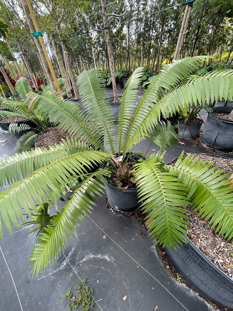 dioon-spinulosum-mexican-cycad