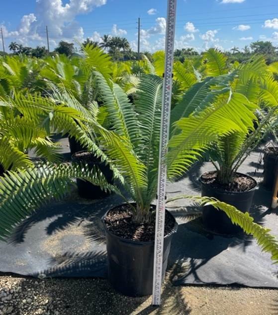 dioon-spinulosum-mexican-cycad