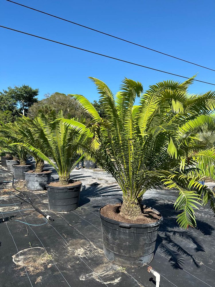 dioon-spinulosum-mexican-cycad