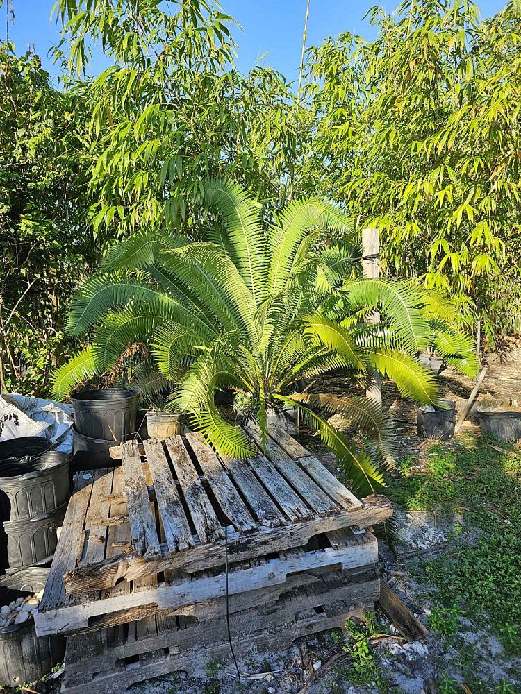 dioon-spinulosum-mexican-cycad