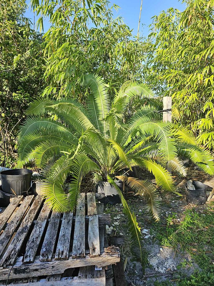 dioon-spinulosum-mexican-cycad