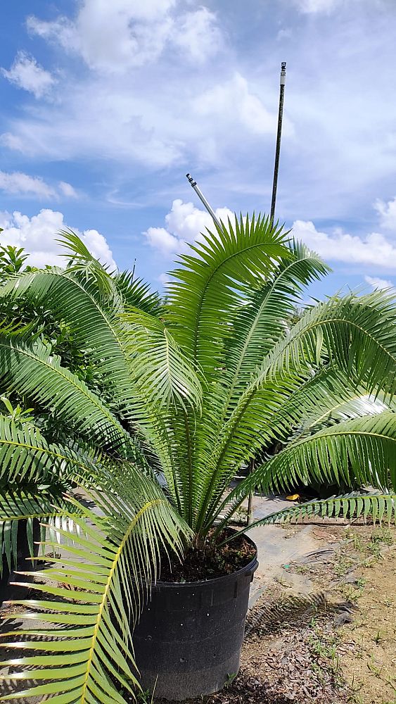dioon-spinulosum-mexican-cycad