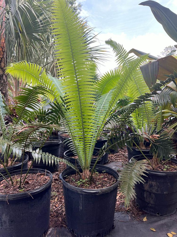 dioon-spinulosum-mexican-cycad