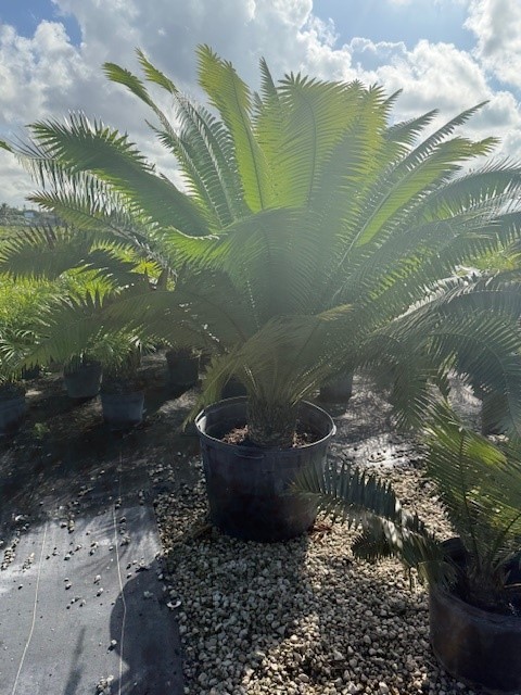dioon-spinulosum-mexican-cycad