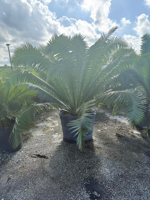 dioon-spinulosum-mexican-cycad