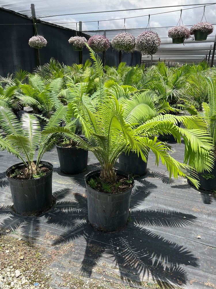 dioon-spinulosum-mexican-cycad