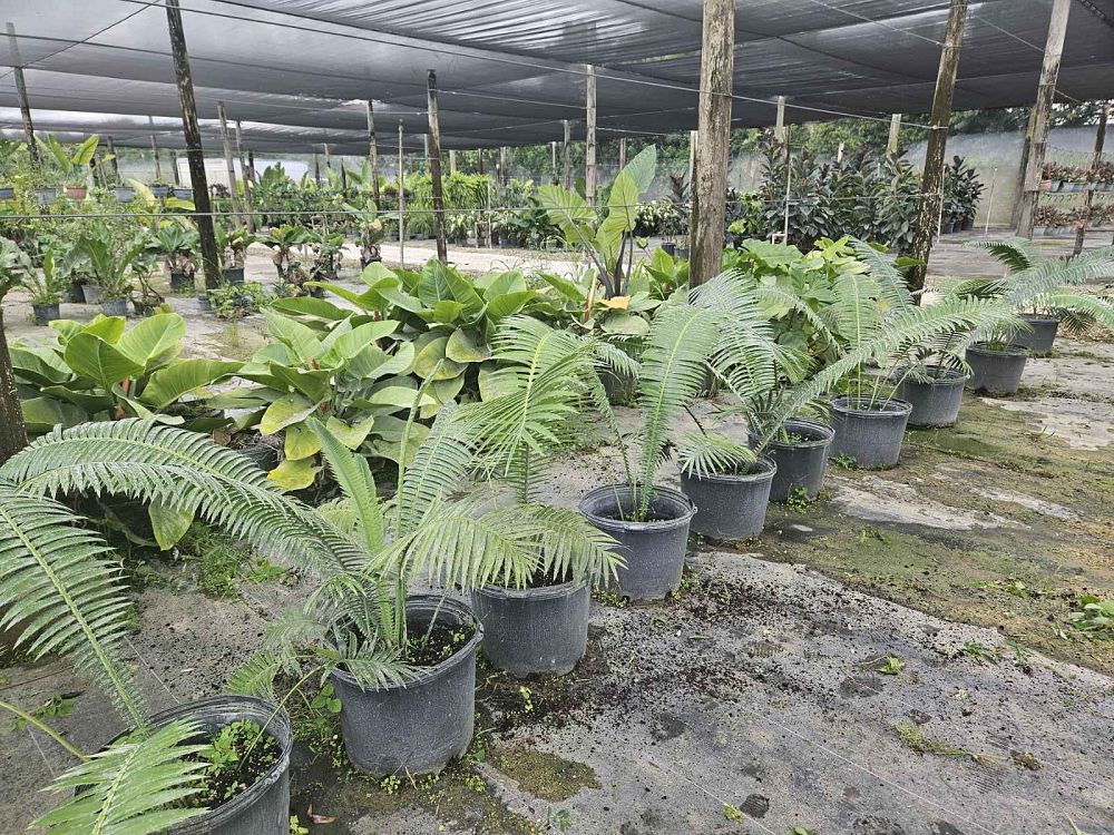dioon-spinulosum-mexican-cycad