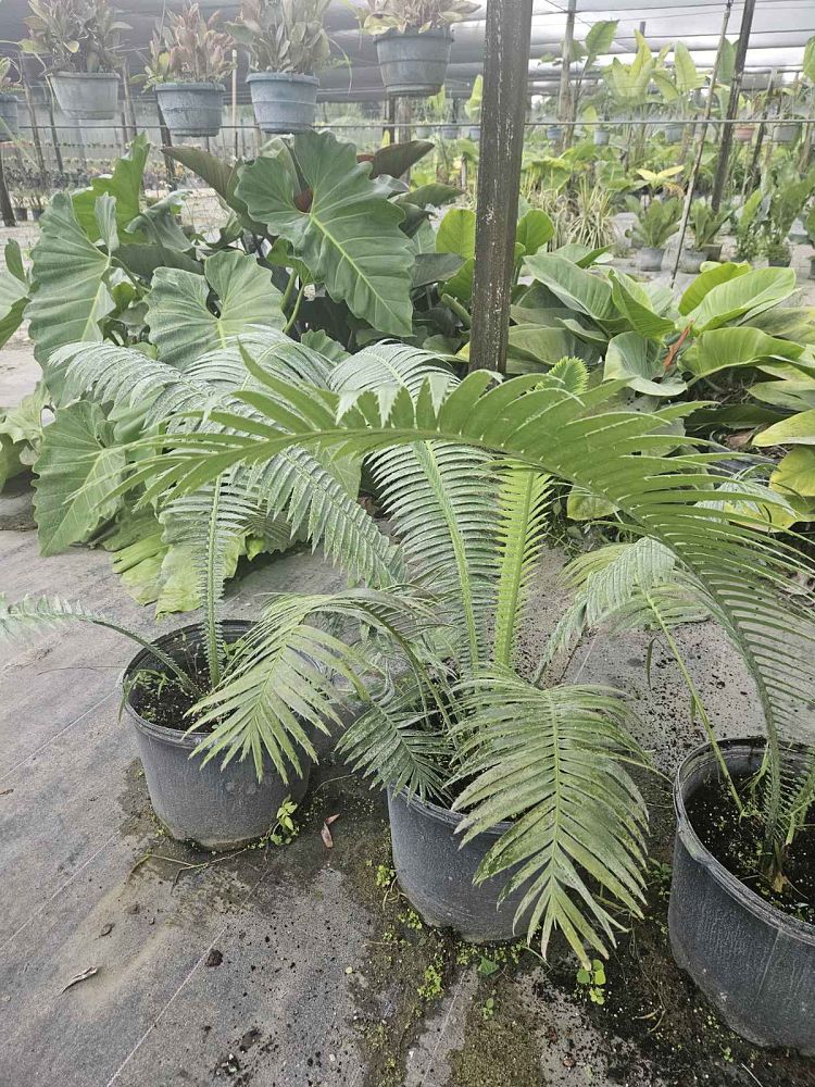 dioon-spinulosum-mexican-cycad