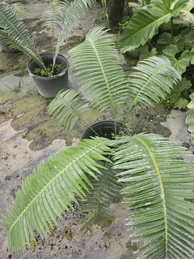 dioon-spinulosum-mexican-cycad