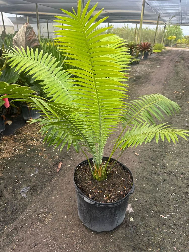dioon-spinulosum-mexican-cycad