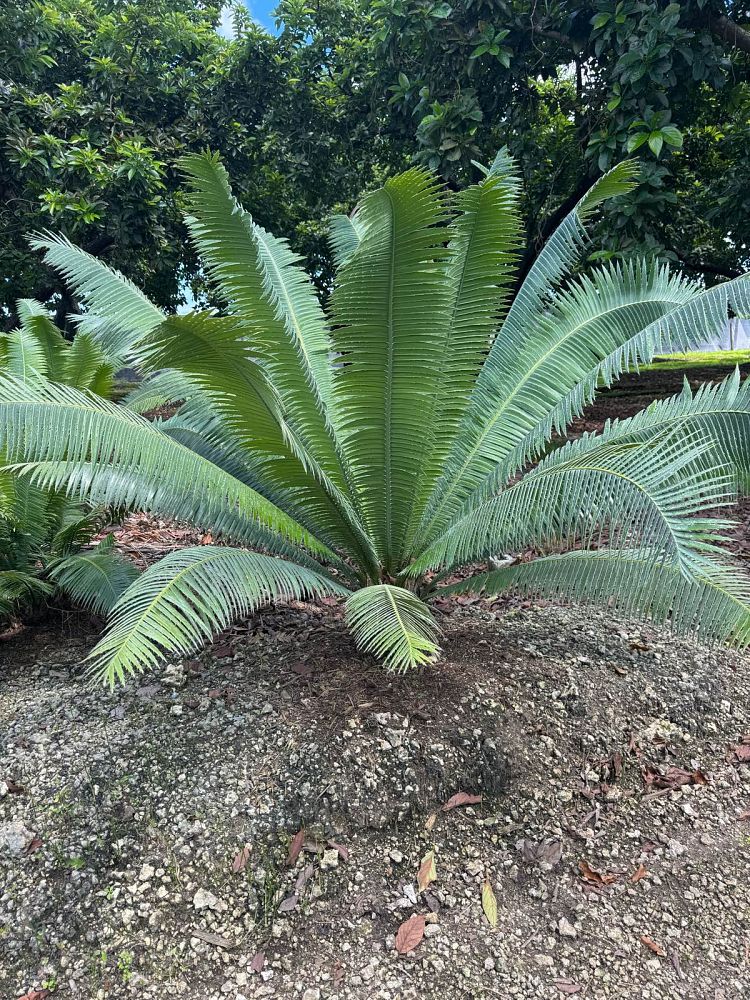 dioon-spinulosum-mexican-cycad