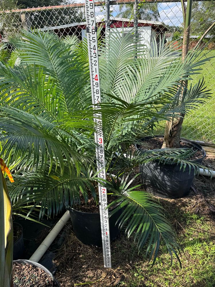 dioon-spinulosum-mexican-cycad
