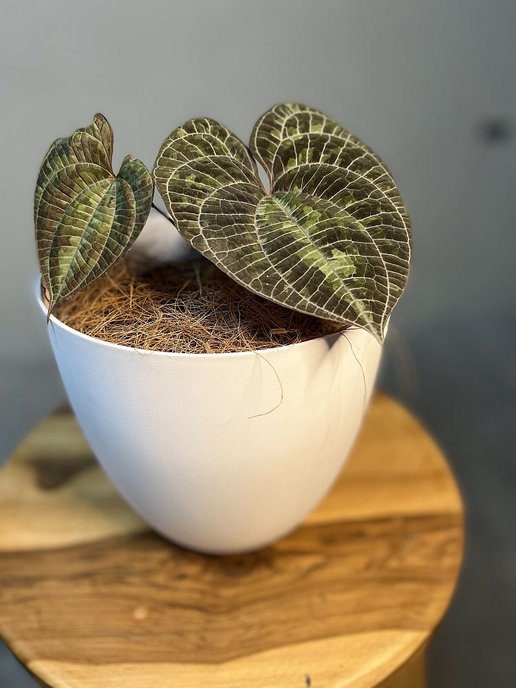 dioscorea-discolor-ornamental-yam
