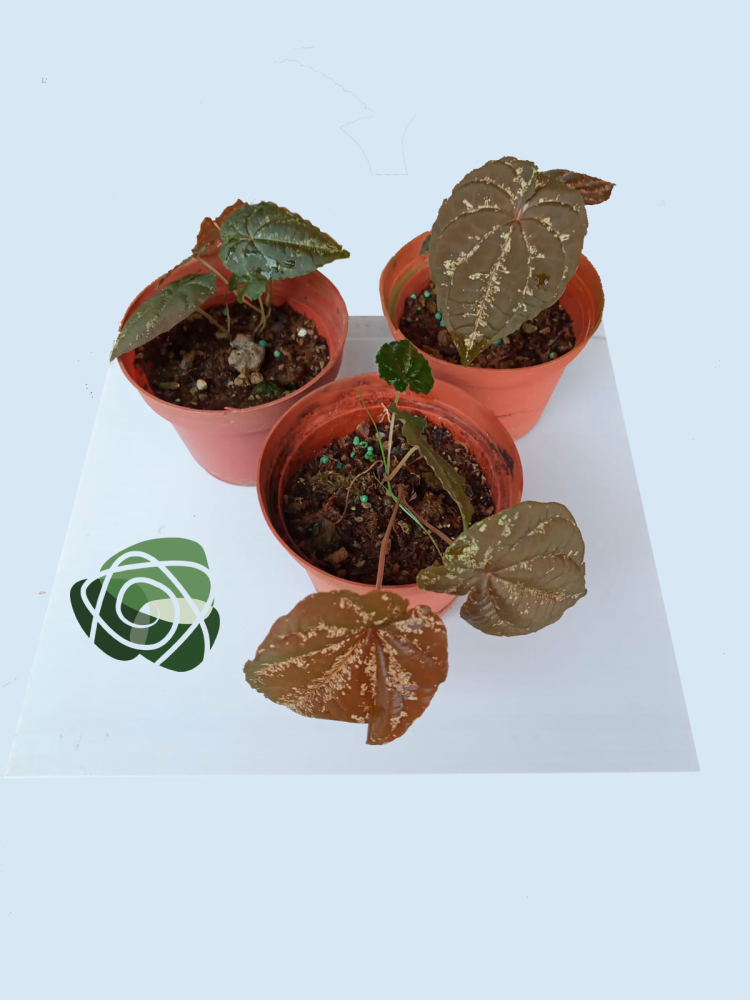 dioscorea-discolor-ornamental-yam