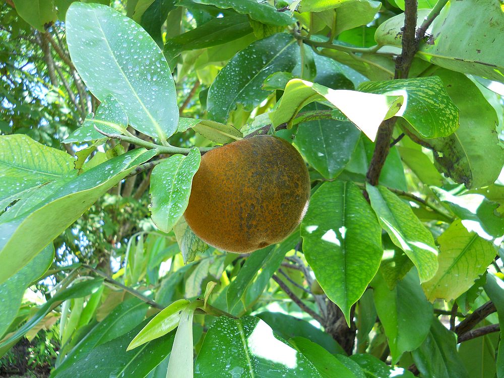 diospyros-blancoi-velvet-apple