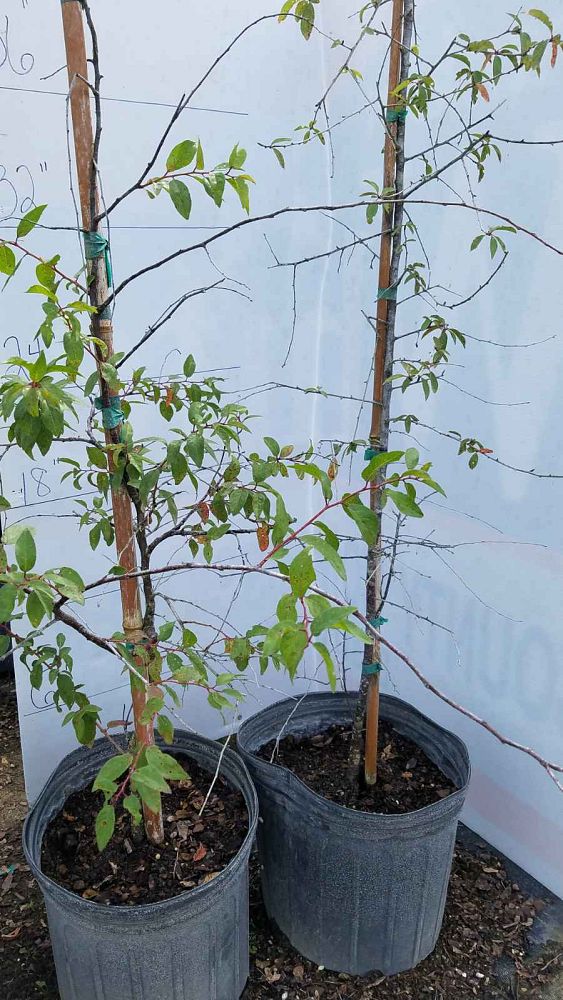 diospyros-boutoniana-bois-d-ebene-gros-feuille-bois-d-ebene-marbre-ebony-persimmon