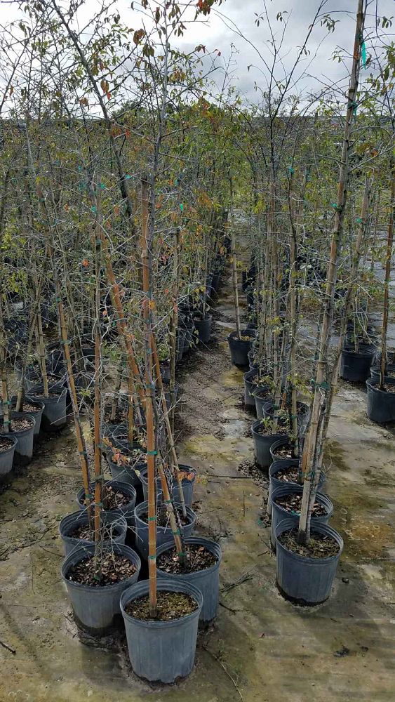 diospyros-boutoniana-bois-d-ebene-gros-feuille-bois-d-ebene-marbre-ebony-persimmon