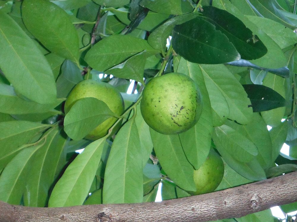 diospyros-digyna-black-sapote