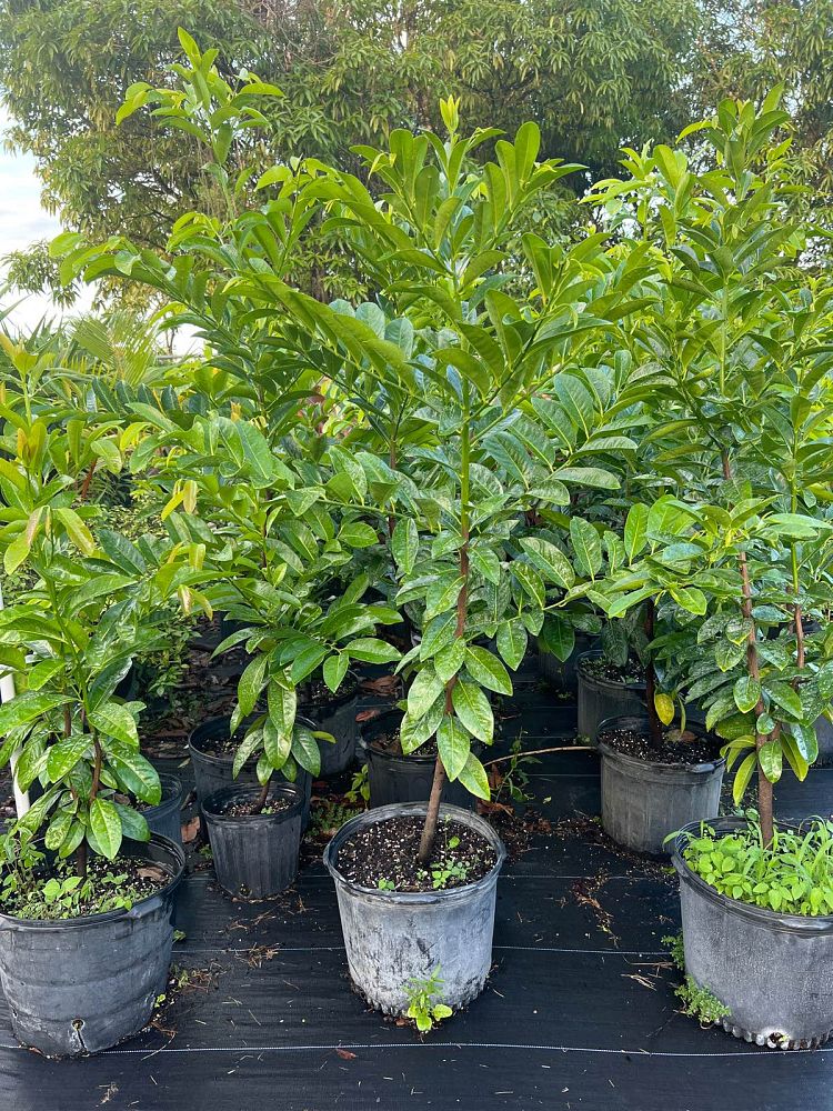 diospyros-digyna-black-sapote