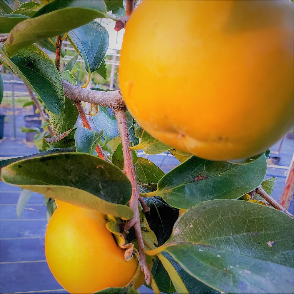 diospyros-kaki-fuyu-japanese-persimmon