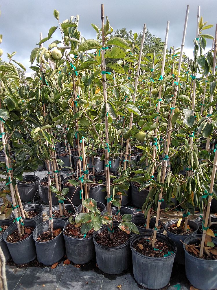 diospyros-kaki-fuyugaki-japanese-persimmon