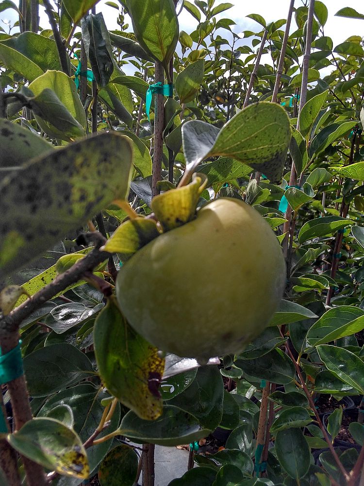 diospyros-kaki-fuyugaki-japanese-persimmon