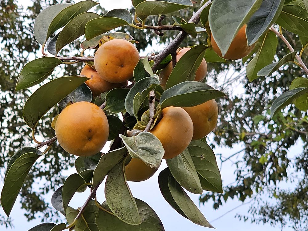 diospyros-kaki-ichikikei-jiro-kaki-oriental-persimmon-sharon-fruit-japanese-persimmon