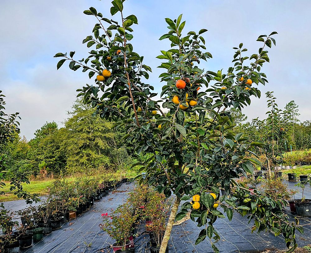 diospyros-kaki-ichikikei-jiro-kaki-oriental-persimmon-sharon-fruit-japanese-persimmon