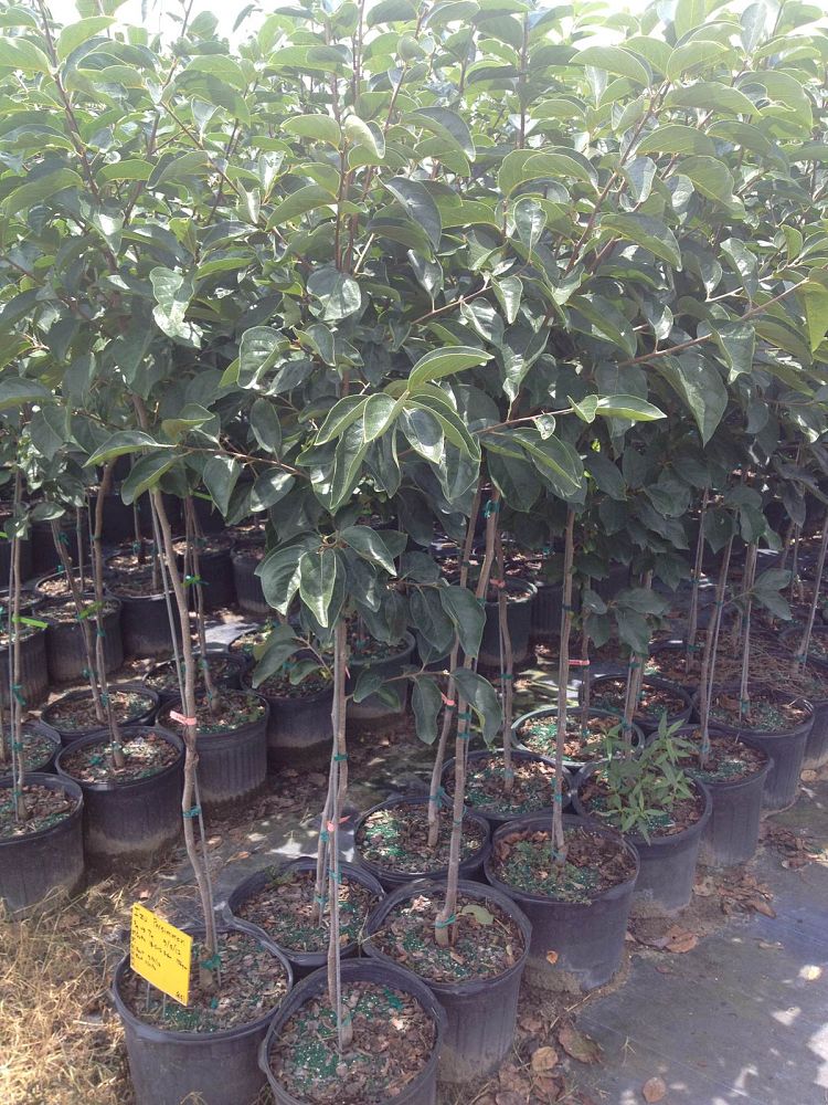 diospyros-kaki-japanese-persimmon