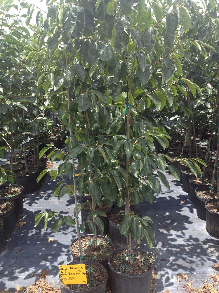 diospyros-kaki-japanese-persimmon