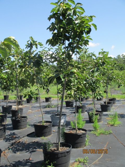 diospyros-kaki-japanese-persimmon